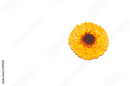 orange daisy