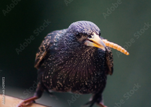 starling eating mealworm