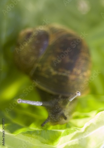 peering snail