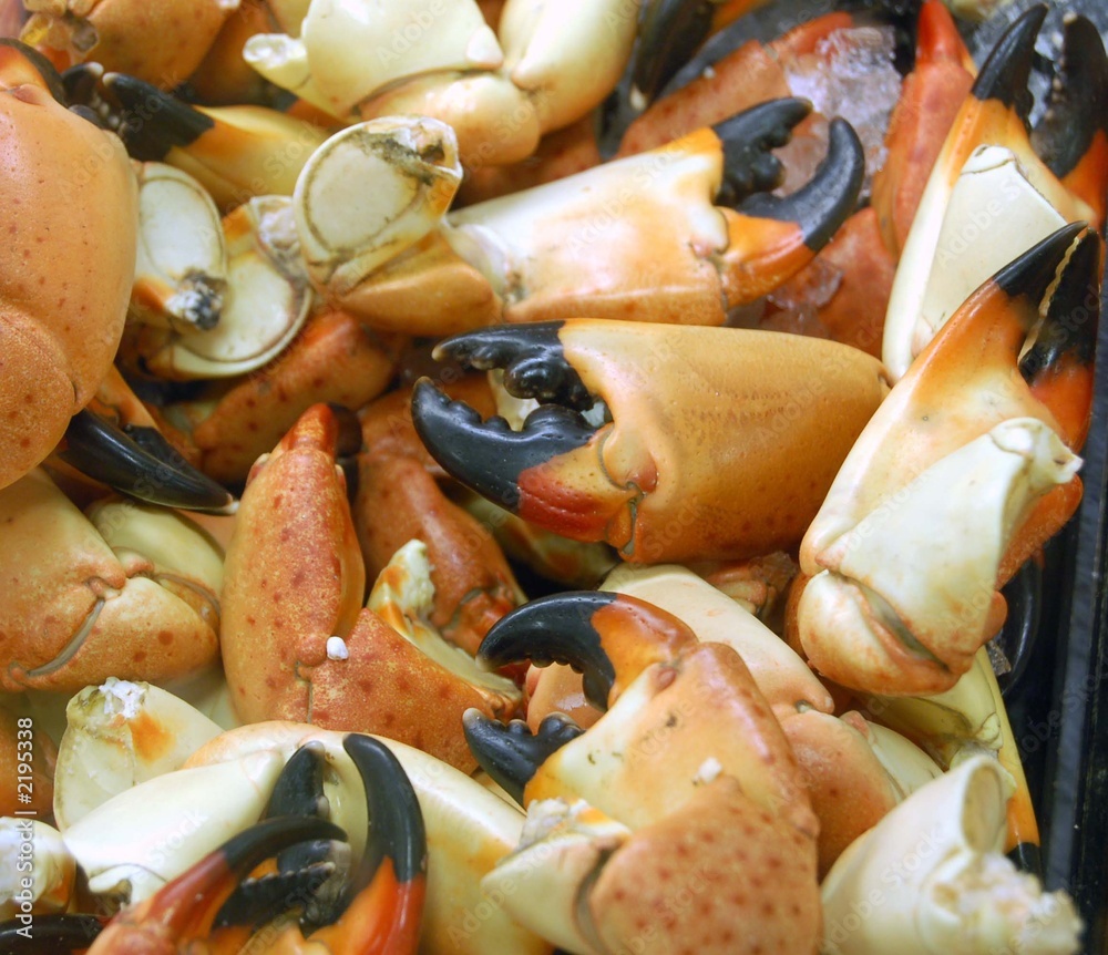 stone crabs