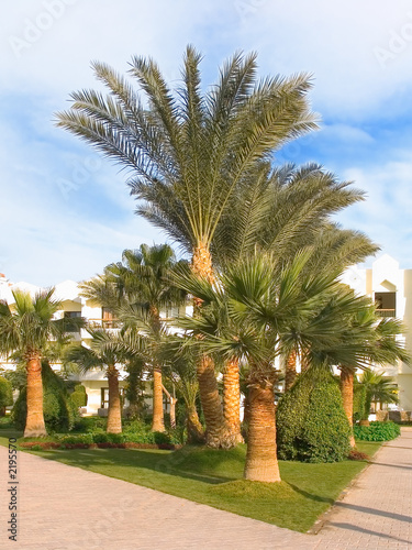 palms