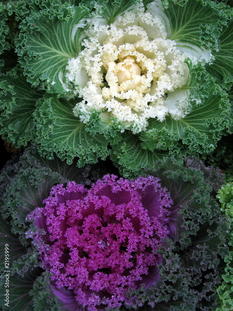 cabbages cabbages