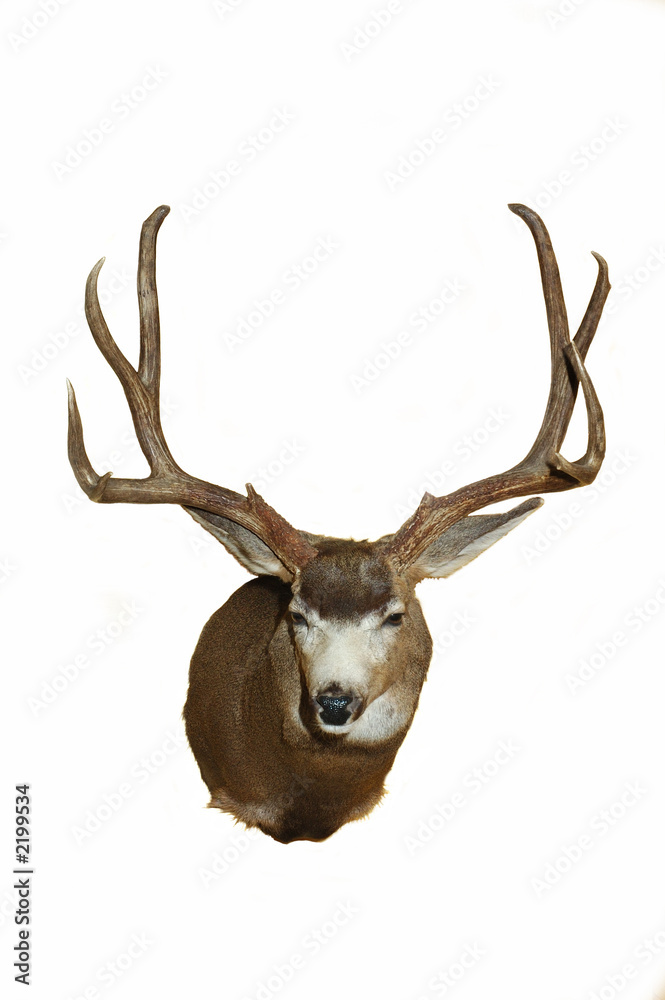 mule deer mule deer