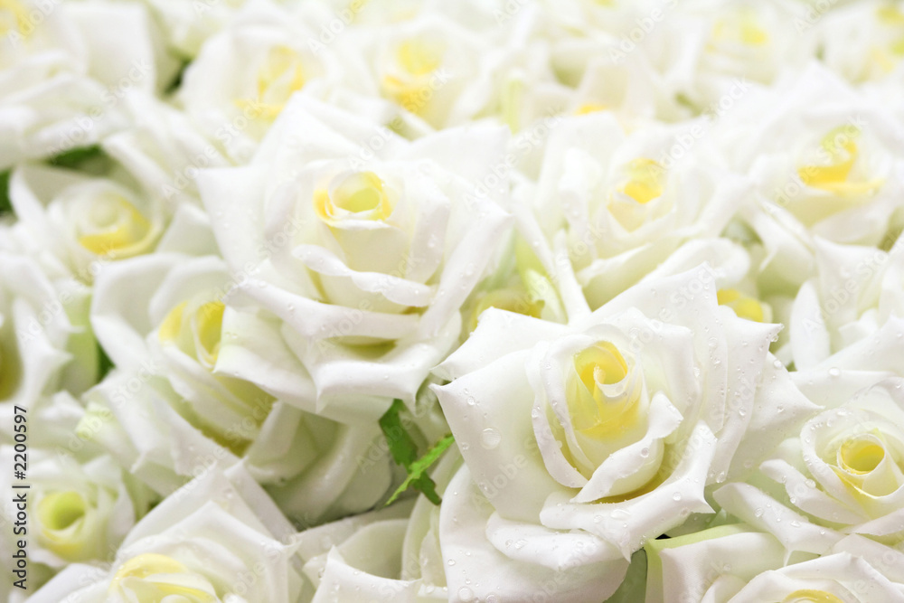 Obraz premium white roses