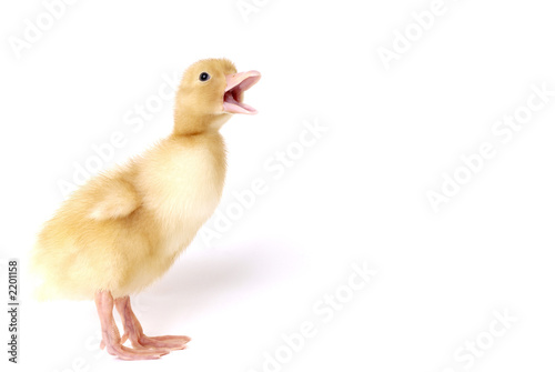 baby duck