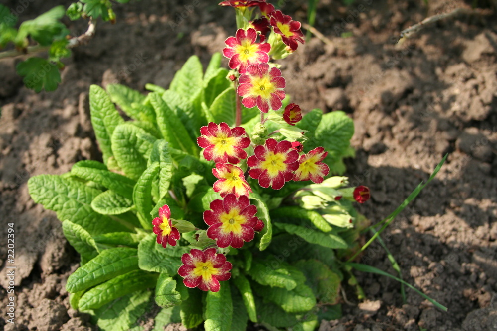 primula 5 primula 5