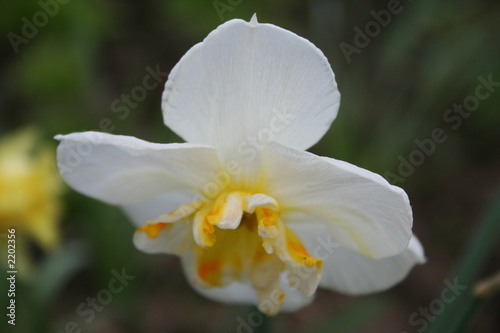 narcissus 2