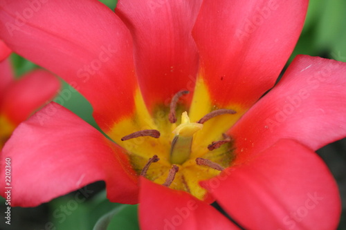 tulip 2