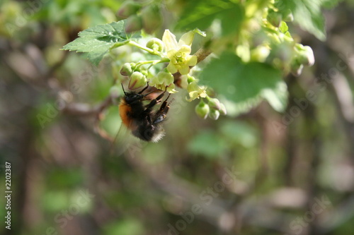 bumblebee