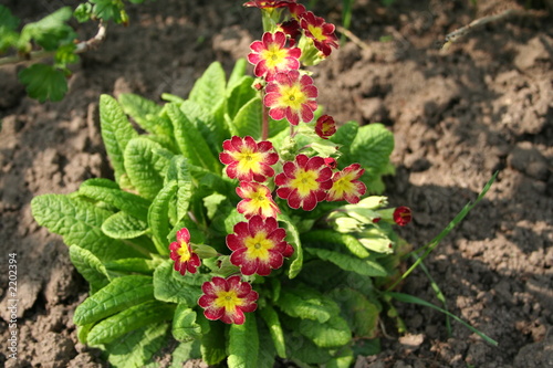 primula 5