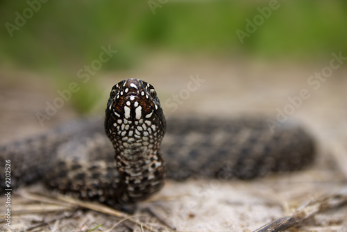 snake before rush