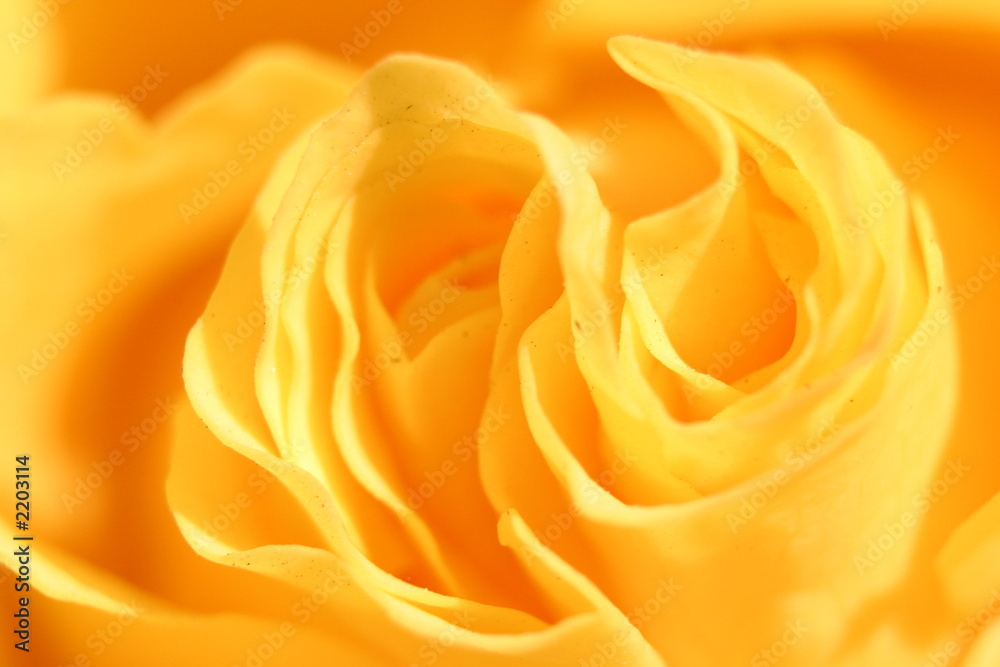 gelbe rosenblüte gelbe rosenblüte
