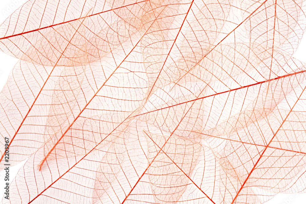 Obraz premium leaves