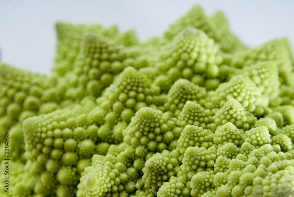 fractal vegetable fractal vegetable
