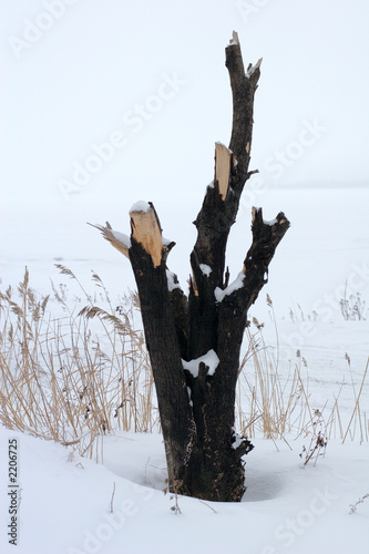 stump