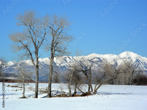 trees and mountains