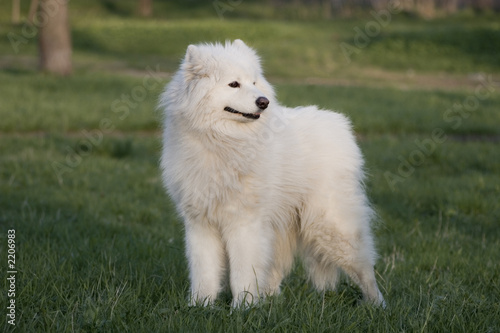 samoyed