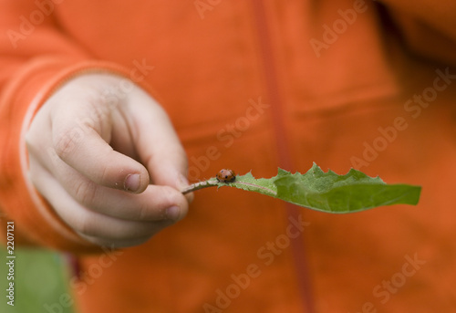 ladybird
