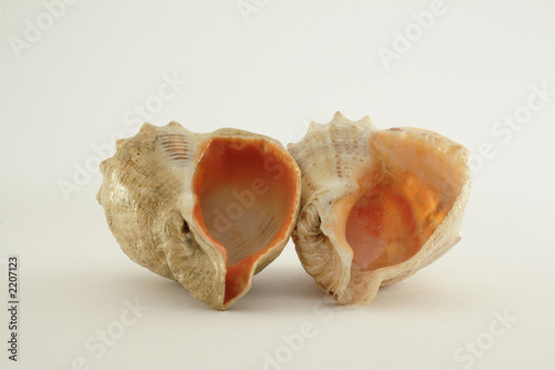 two shells 3