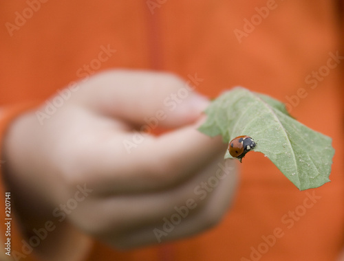 ladybird