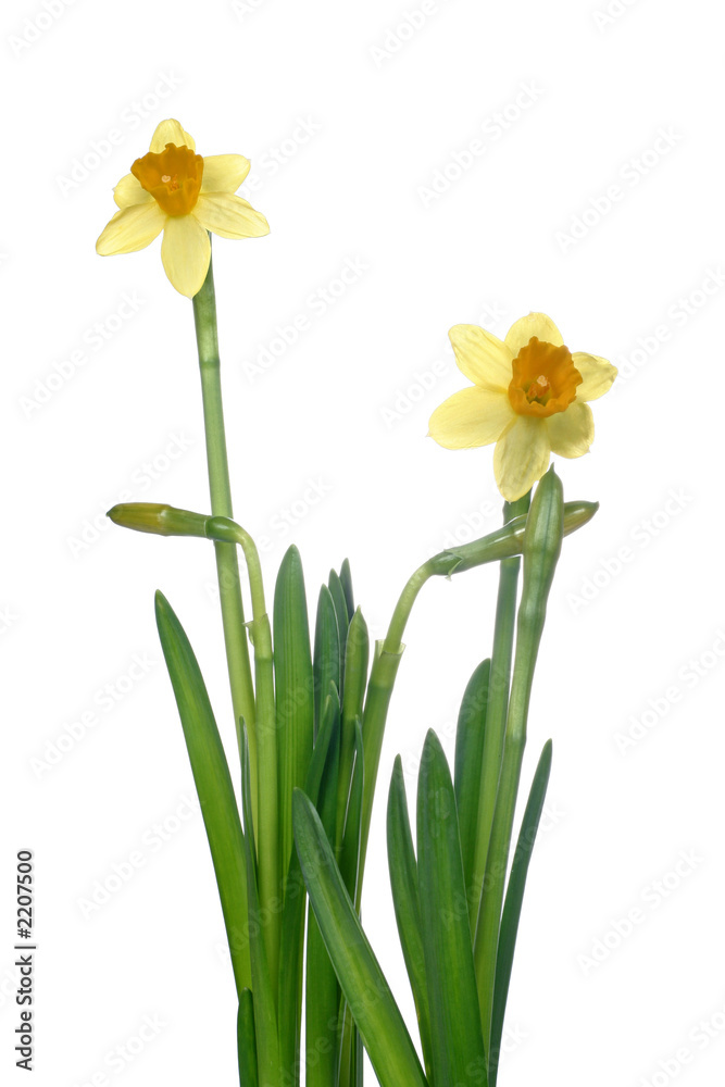 spring is coming spring is coming