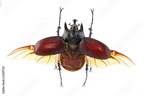 megasoma acteon