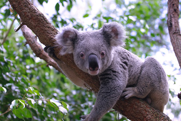 Ingelijste posters Koala Koala kijkt vanuit boomtak  © Renate Micallef