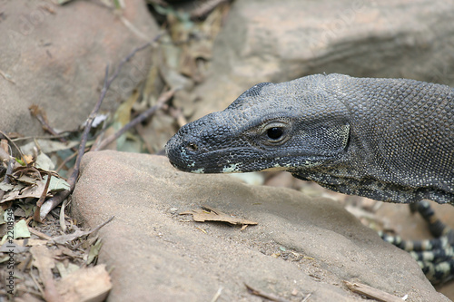 goanna lizard photo