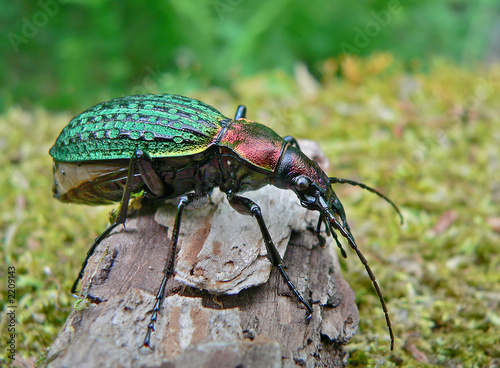 beetle schrenck's carabus