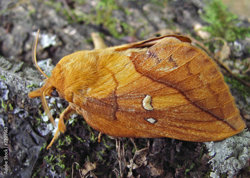 drinker-moth (euthrix patatoria) photo
