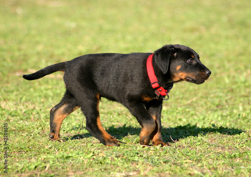 chiot bas rouge