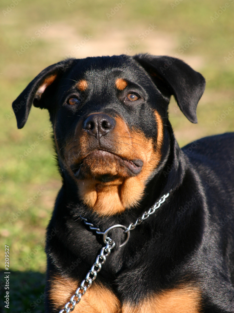 jeune femelle rottweiler