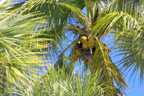coconut palm