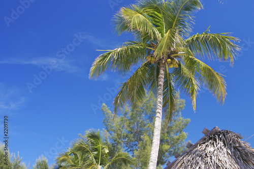 hut and coconut palm