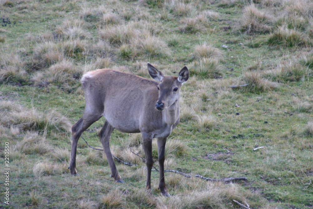 Fototapeta premium cerva