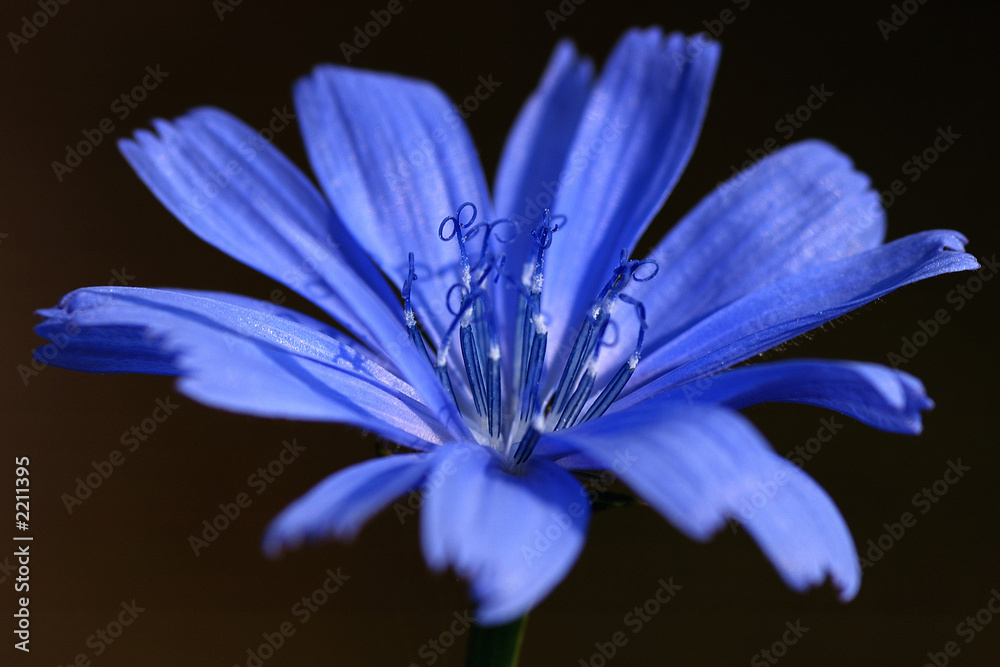 Fototapeta premium blue flower