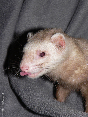 funny ferret