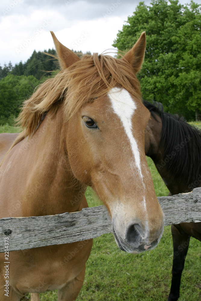 cheval 4 cheval 4