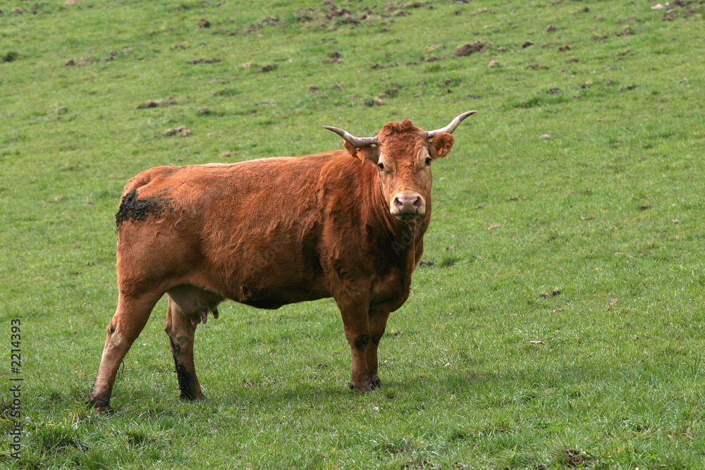 vache 2 vache 2
