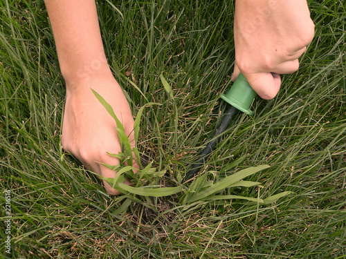 removing crabgrass