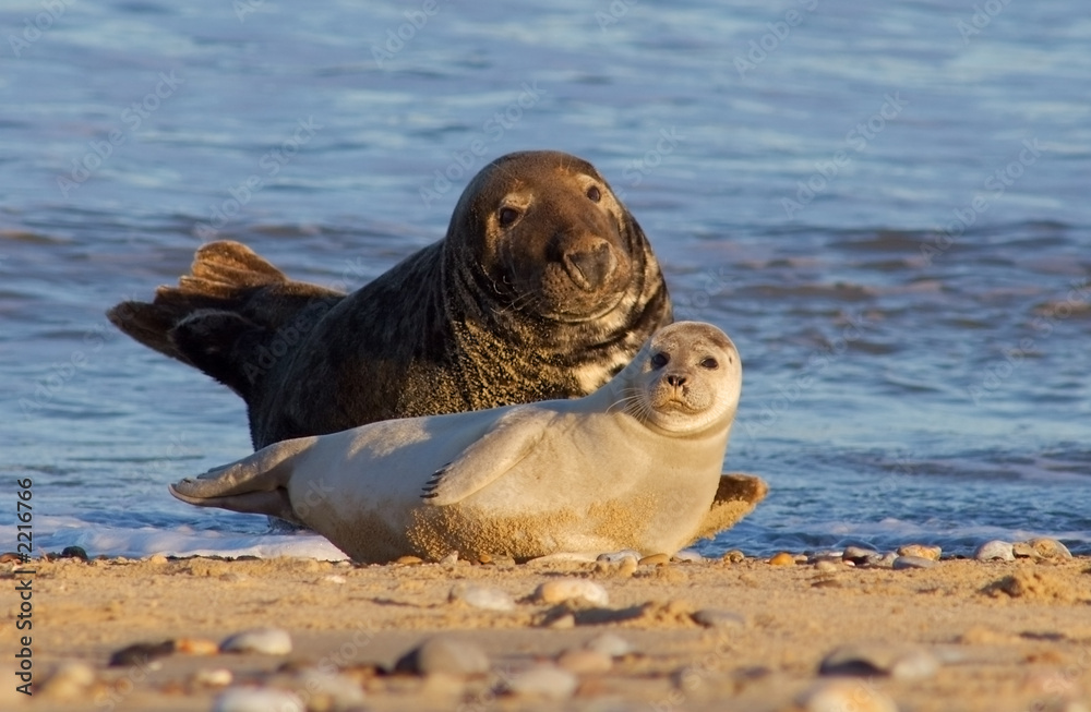 Fototapeta premium mother and baby
