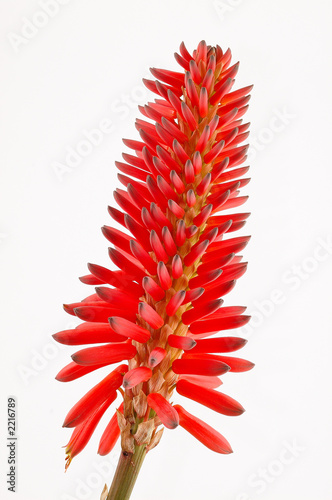 fleur rouge aloe