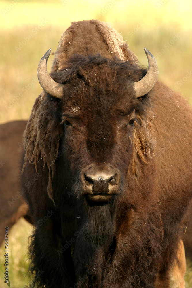 bison