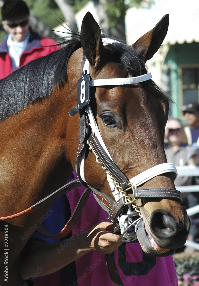 Obraz premium race horse 10