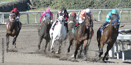 race horses in theturn