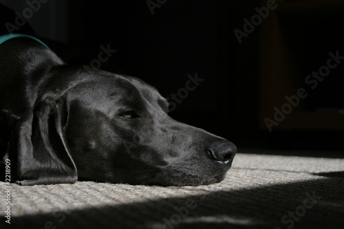 grey dog sleeping in sun
