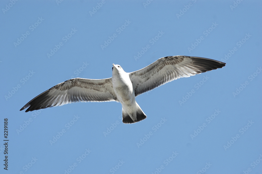 Obraz premium seagull