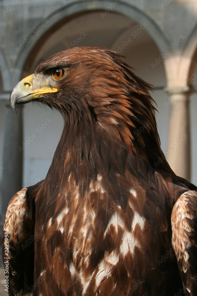 Obraz premium eagle