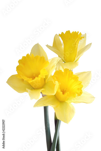 daffodil trio