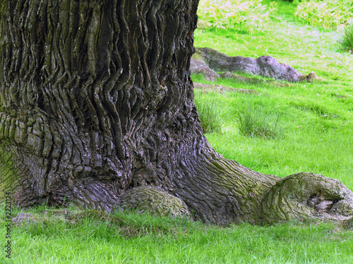 oak's roots